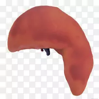 人体鼻子-三维模型住宅-空若网 人体鼻子-三维模型住宅-空若网