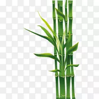 �ȴ�ľ����ݰ಼ֲ��ڻ�ֲ��-������