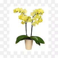 �ɶ����л�����ֲ��ɶ�����-������