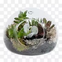 仙人掌花园多汁植物花盆-澳大利亚植物-空若网 仙人掌花园多汁植物花盆-澳大利亚植物-空若网