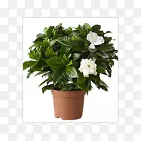 海角茉莉花室内植物花盆植物-空若网 海角茉莉花室内植物花盆植物-空若网