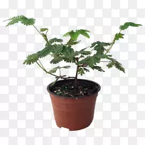 金银花果树植物室内植物-空若网 金银花果树植物室内植物-空若网