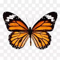 帝王蝴蝶png图片剪贴画昆虫蝴蝶-空若网 帝王蝴蝶png图片剪贴画昆虫蝴蝶-空若网