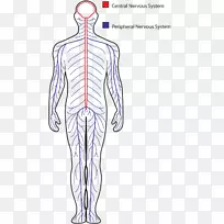 中枢神经系统外周神经系统绘制人体系统-空若网 中枢神经系统外周神经系统绘制人体系统-空若网