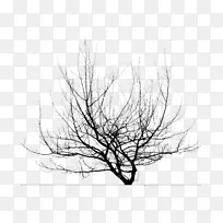 png图片树枝桌面壁纸分支图像树分支-空若网 png图片树枝桌面壁纸分支图像树分支-空若网