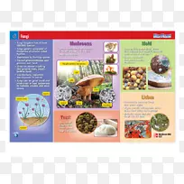 蘑菇平装书孢子生物配方-蘑菇-空若网 蘑菇平装书孢子生物配方-蘑菇-空若网