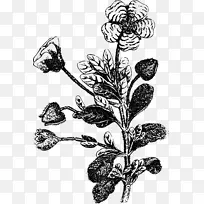 鼠尾草粉红玫瑰花剪贴画百花齐放-空若网 鼠尾草粉红玫瑰花剪贴画百花齐放-空若网