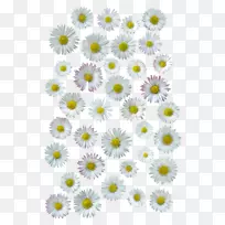 菊花切花-菊花-空若网 菊花切花-菊花-空若网