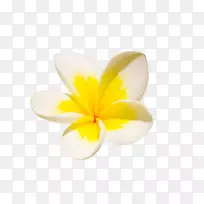 开花植物.热带花卉-空若网 开花植物.热带花卉-空若网