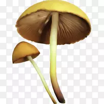 图像可移植网络图形绘制gif jpeg-蘑菇-空若网 图像可移植网络图形绘制gif jpeg-蘑菇-空若网