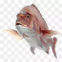 png图片图像剪辑艺术adobe Photoshop计算机图标.FISH-空若网 png图片图像剪辑艺术adobe Photoshop计算机图标.FISH-空若网