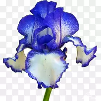 奥里斯根,虹膜切花,开花植物-花-空若网 奥里斯根,虹膜切花,开花植物-花-空若网