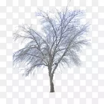 树枝冬季-PNG冬季-空若网 树枝冬季-PNG冬季-空若网