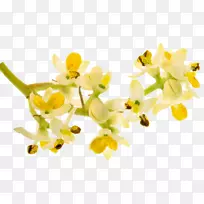 开花植物分枝植物茎植物.姜黄蜂蜜-空若网 开花植物分枝植物茎植物.姜黄蜂蜜-空若网