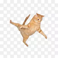 暹罗猫科索马里猫埃及猫-空若网 暹罗猫科索马里猫埃及猫-空若网