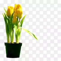 郁金香切花花卉设计植物茎郁金香-空若网 郁金香切花花卉设计植物茎郁金香-空若网