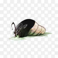 动物性昆虫甲虫膜-杰氏菌爬虫-空若网 动物性昆虫甲虫膜-杰氏菌爬虫-空若网