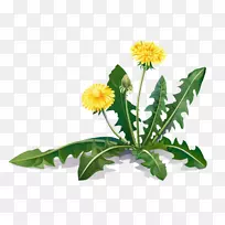 蒲公英药用植物-空若网 蒲公英药用植物-空若网