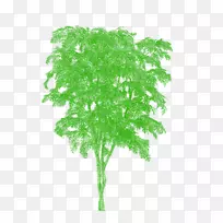 棕榈树、橡树、树干.树-空若网 棕榈树、橡树、树干.树-空若网