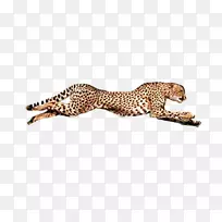 猎豹保护基金豹美洲虎动物-猎豹-空若网 猎豹保护基金豹美洲虎动物-猎豹-空若网