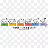 马术训练马术盛装表演-空若网 马术训练马术盛装表演-空若网