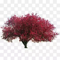 ����ɽ���Ǳ�������������������ɽ����֦Ҷ-������