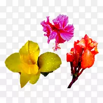 百合花形象百合花-空若网 百合花形象百合花-空若网