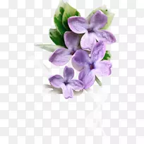 开花植物紫丁香蚕丝宝宝的呼吸花-空若网 开花植物紫丁香蚕丝宝宝的呼吸花-空若网