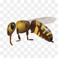 西方蜜蜂昆虫可伸缩图形png图片.蜜蜂-空若网 西方蜜蜂昆虫可伸缩图形png图片.蜜蜂-空若网