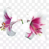 百合开花植物水仙花切花百合-空若网 百合开花植物水仙花切花百合-空若网