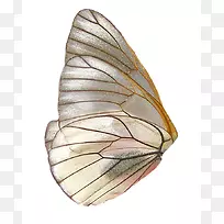 蝴蝶昆虫翅膀-仙女翅膀HD PNG-空若网 蝴蝶昆虫翅膀-仙女翅膀HD PNG-空若网