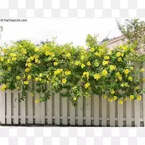 紫罗兰角藤开花植物-空若网 紫罗兰角藤开花植物-空若网