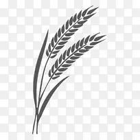 小麦穗部谷物图形.EAR-空若网 小麦穗部谷物图形.EAR-空若网