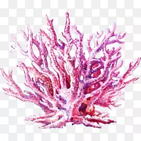 ɺ����ˮĸˮ�ʻ�-������