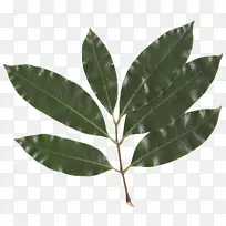 Ôí¿ÆÀóÖ¦Ò¶ÔØÌåPNGÒ¶-¿ÕÈôÍø Ôí¿ÆÀóÖ¦Ò¶ÔØÌåPNGÒ¶-¿ÕÈôÍø