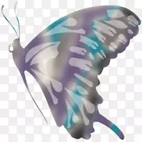 蝴蝶翅膀蝴蝶和飞蛾-蝴蝶-空若网 蝴蝶翅膀蝴蝶和飞蛾-蝴蝶-空若网