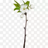 pngͼƬ���ܼ�����ͼƬ��-��-������