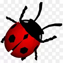 瓢虫PNG图像-空若网 瓢虫PNG图像-空若网