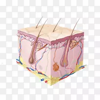 人体皮肤细胞图-整体系统-空若网 人体皮肤细胞图-整体系统-空若网