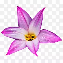 金银花草本植物黄花菜百合米粉豹-空若网 金银花草本植物黄花菜百合米粉豹-空若网