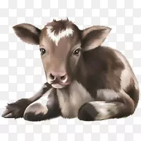 小牛、安格斯牛、婴儿图片、摄影.小牛-空若网 小牛、安格斯牛、婴儿图片、摄影.小牛-空若网