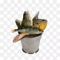 ÌÕ´É»¨Åè²Í¾ßÓã.»ÆöÔÓã-¿ÕÈôÍø ÌÕ´É»¨Åè²Í¾ßÓã.»ÆöÔÓã-¿ÕÈôÍø