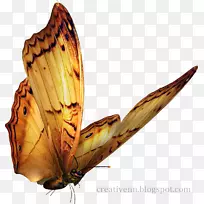 昆虫-昆虫-空若网 昆虫-昆虫-空若网