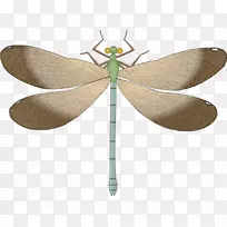 蜻蜓昆虫剪贴画png图片图形.蜻蜓-空若网 蜻蜓昆虫剪贴画png图片图形.蜻蜓-空若网
