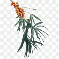 png图片海洋沙棘电脑图标剪贴画奥格里斯-沙棘-空若网 png图片海洋沙棘电脑图标剪贴画奥格里斯-沙棘-空若网