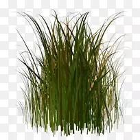 ������ʪ��ֲ����ϵ�����ֽ-�߲�-������