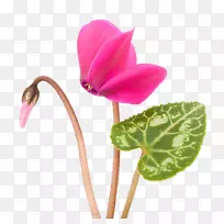 紫花仙客来植物叶花-空若网 紫花仙客来植物叶花-空若网