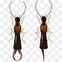 昆虫翅甲虫白蚁生物生命周期-甲虫-空若网 昆虫翅甲虫白蚁生物生命周期-甲虫-空若网