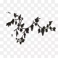 字体叶-黑色羽毛-空若网 字体叶-黑色羽毛-空若网