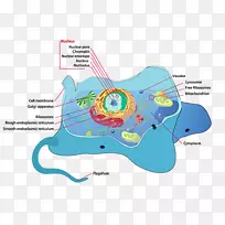 植物细胞鞭毛Cèl·Lula动物-动物细胞-空若网 植物细胞鞭毛Cèl·Lula动物-动物细胞-空若网
